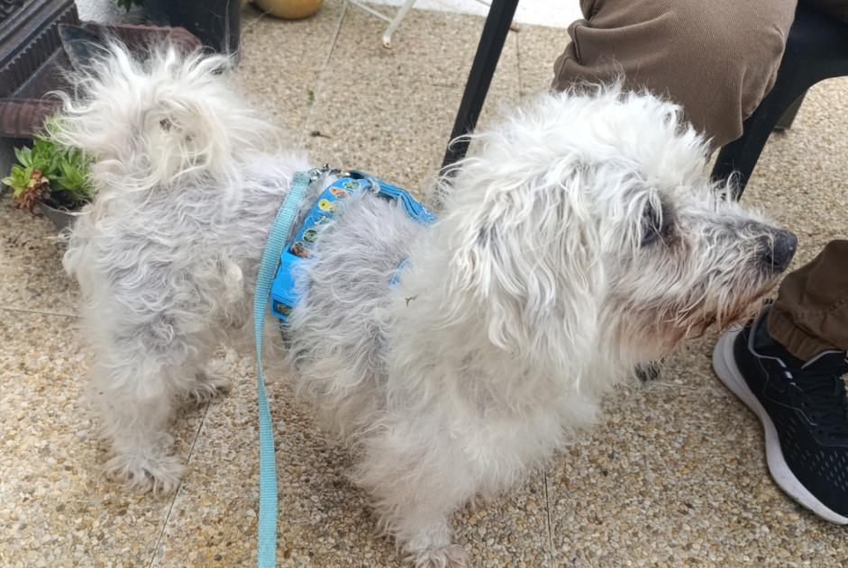 Discovery alert Dog Male Cherbourg-en-Cotentin France Discovery alert Dog Male Cherbourg-en-Cotentin France