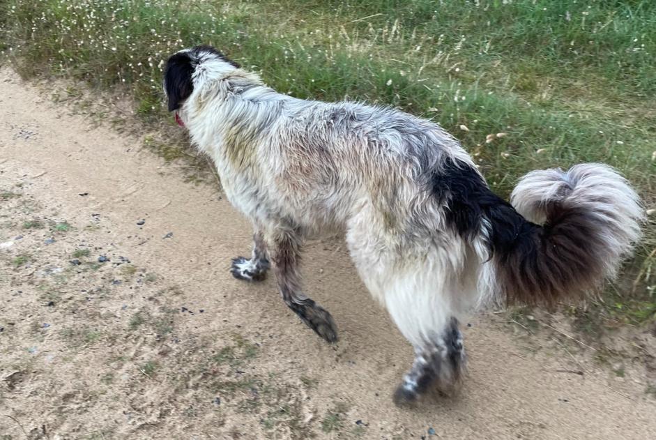 Alerta de Hallazgo Perro cruce  Desconocido Surtainville Francia