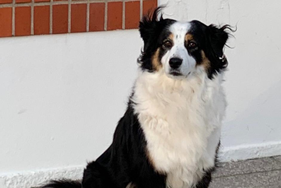 Alerte Disparition Chien Femelle , 10 ans Cherbourg-en-Cotentin France Alerte Disparition Chien Femelle , 10 ans Cherbourg-en-Cotentin France