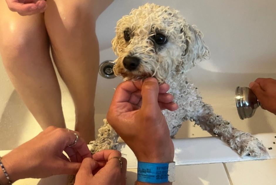 Alerte Découverte Chien Femelle Saint-Germain-sur-Ay France