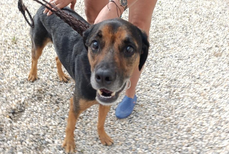 Alerte Découverte Chien Mâle Heugueville-sur-Sienne France