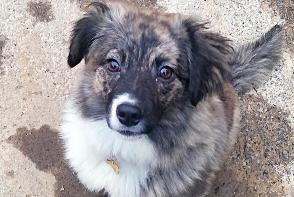 Alerte Disparition Chien croisement  Femelle , 3 ans La Hague France