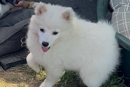 Alerte Découverte Chien Femelle Réville France