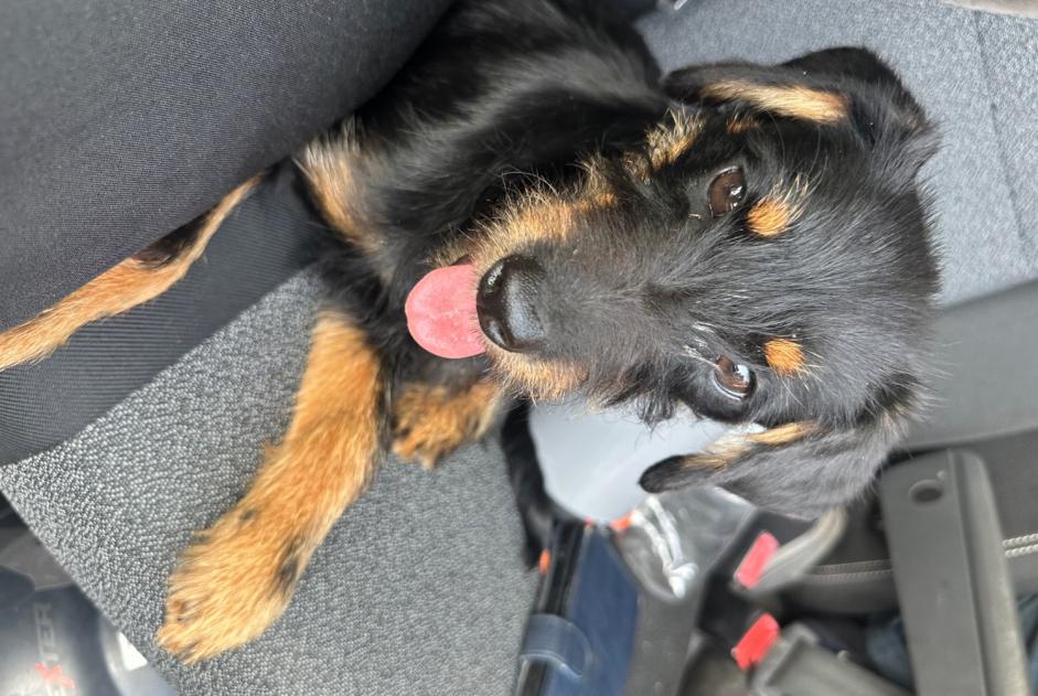 Ontdekkingsalarm Hond rassenvermenging Mannetje Le Val-Saint-Père Frankrijk Ontdekkingsalarm Hond rassenvermenging Mannetje Le Val-Saint-Père Frankrijk